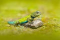 Emerald Swift Caresheet, Sceloporus Malachiticus, In The Nature Habitat. Beautiful Portrait Of Rare Lizard From Costa Rica. Basili