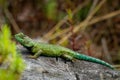 Emerald swift or green spiny lizard - Sceloporus malachiticus, species of small lizard in the Phrynosomatidae family, native to Royalty Free Stock Photo