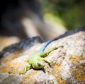 Emerald Swift Lizard Royalty Free Stock Photo