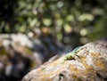 Emerald Swift Lizard basking Royalty Free Stock Photo