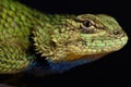 Emerald swift Sceloporus malachiticus Royalty Free Stock Photo