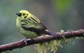 Emerald Tanager in the Rain Forest of Costa Rica