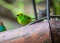 Emerald Tanager (Tangara florida) Outdoors