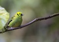 Emerald Tanager Tangara florida