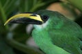 Emerald Toucanet