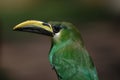 Emerald Toucanet