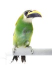 Emerald Toucanet Royalty Free Stock Photo