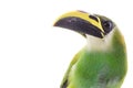 Emerald Toucanet Royalty Free Stock Photo