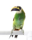 Emerald Toucanet