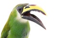 Emerald Toucanet Royalty Free Stock Photo
