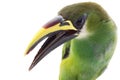 Emerald Toucanet