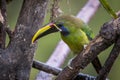 Emerald toucanet, Aulacorhynchus prasinus. Birds of Costa Rica. San Gerardo de Dota.