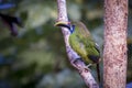 Emerald toucanet, Aulacorhynchus prasinus. Birds of Costa Rica. San Gerardo de Dota.