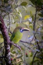 Emerald toucanet, Aulacorhynchus prasinus. Birds of Costa Rica. San Gerardo de Dota.