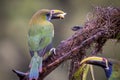 Emerald toucanet, Aulacorhynchus prasinus. Birds of Costa Rica. San Gerardo de Dota. Royalty Free Stock Photo