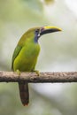 Emerald Toucanet - Aulacorhynchus prasinus