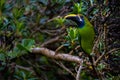 Emerald Toucanet - Monteverde, Costa Rica