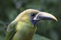 Emerald Toucanet Royalty Free Stock Photo