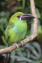 Emerald toucanet sitting on a tree twig Royalty Free Stock Photo