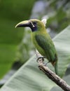 Emerald Toucanet (Aulacorhynchus prasinus)