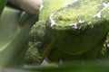 Emerald tree boa close up Royalty Free Stock Photo