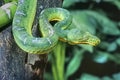 Emerald tree boa close up Royalty Free Stock Photo