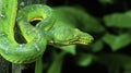 Emerald tree boa close up Royalty Free Stock Photo