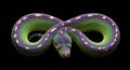 Emerald Tree Boa Coiled in Infinity Shape Isolated on Black Background Royalty Free Stock Photo
