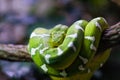 Emerald Tree Boa on Branch Royalty Free Stock Photo