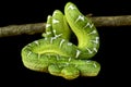 Emerald tree boa (Corallus caninus) Royalty Free Stock Photo