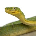 Emerald Tree Boa - Corallus caninus Royalty Free Stock Photo