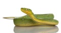 Emerald Tree Boa - Corallus caninus Royalty Free Stock Photo