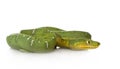 Emerald Tree Boa - Corallus caninus