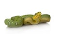 Emerald Tree Boa - Corallus caninus