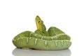 Emerald Tree Boa - Corallus caninus