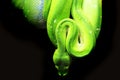 emerald tree boa (Corallus caninus) as nice green snake Royalty Free Stock Photo