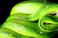 emerald tree boa (Corallus caninus) as nice green snake Royalty Free Stock Photo