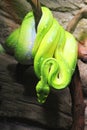 emerald tree boa (Corallus caninus) as nice green snake Royalty Free Stock Photo