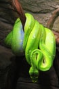 emerald tree boa (Corallus caninus) as nice green snake Royalty Free Stock Photo