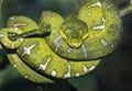 Emerald tree boa Corallus caninus Royalty Free Stock Photo