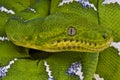 Emerald tree boa / Corallus caninus