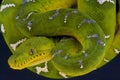 Emerald tree boa / Corallus caninus