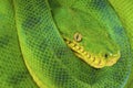 Emerald tree boa / Corallus caninus