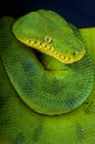 Emerald tree boa / Corallus caninus