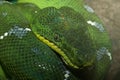 Emerald tree boa with distinctive spots along its face and neck and its arms coiled around itself Royalty Free Stock Photo