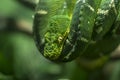 Emerald tree boa Royalty Free Stock Photo