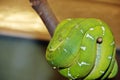 Emerald tree boa snake