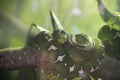 Emerald tree boa, snake, on the branch Royalty Free Stock Photo