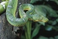 Emerald tree boa coiled for attack Royalty Free Stock Photo