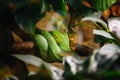 Emerald Tree Boa Snake Royalty Free Stock Photo